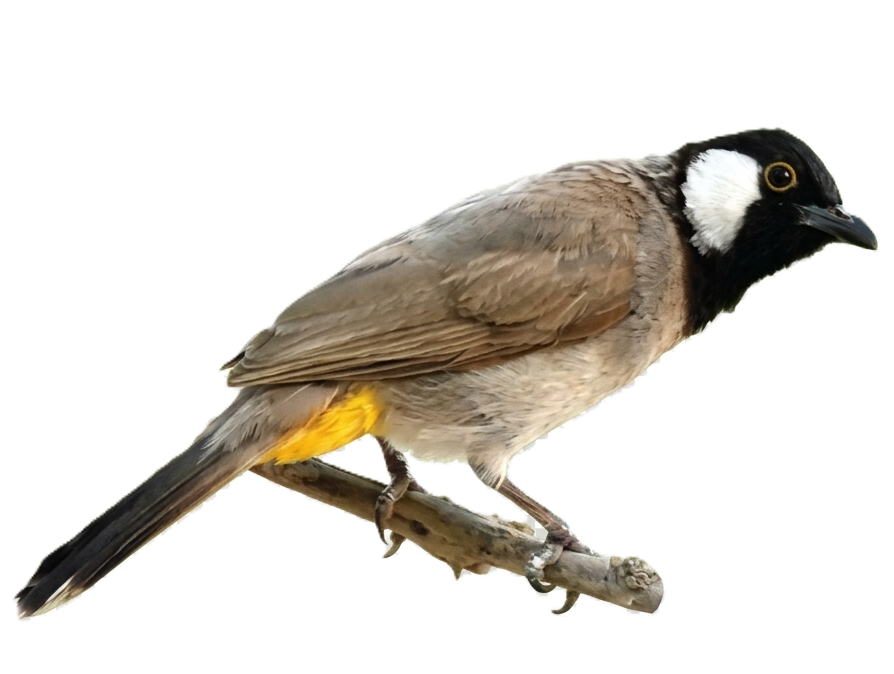 البلبل الحساوي